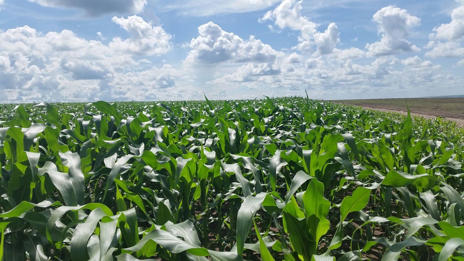 Agriculture